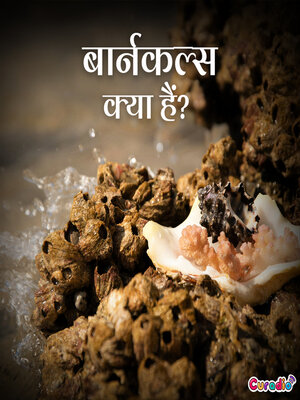 cover image of बार्नकल्स क्या हैं?